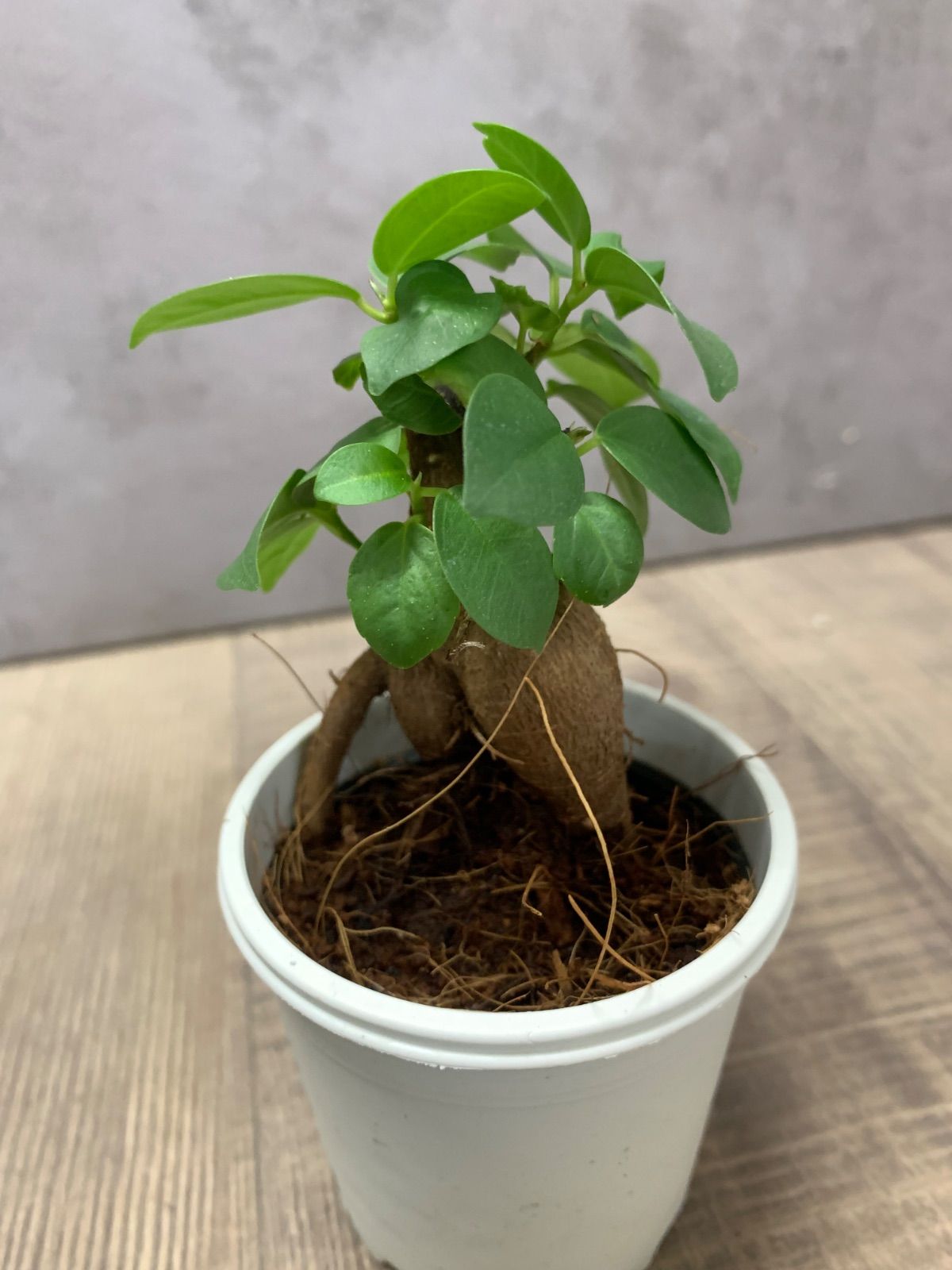ガジュマル 観葉植物 A25鉢ごと - メルカリ
