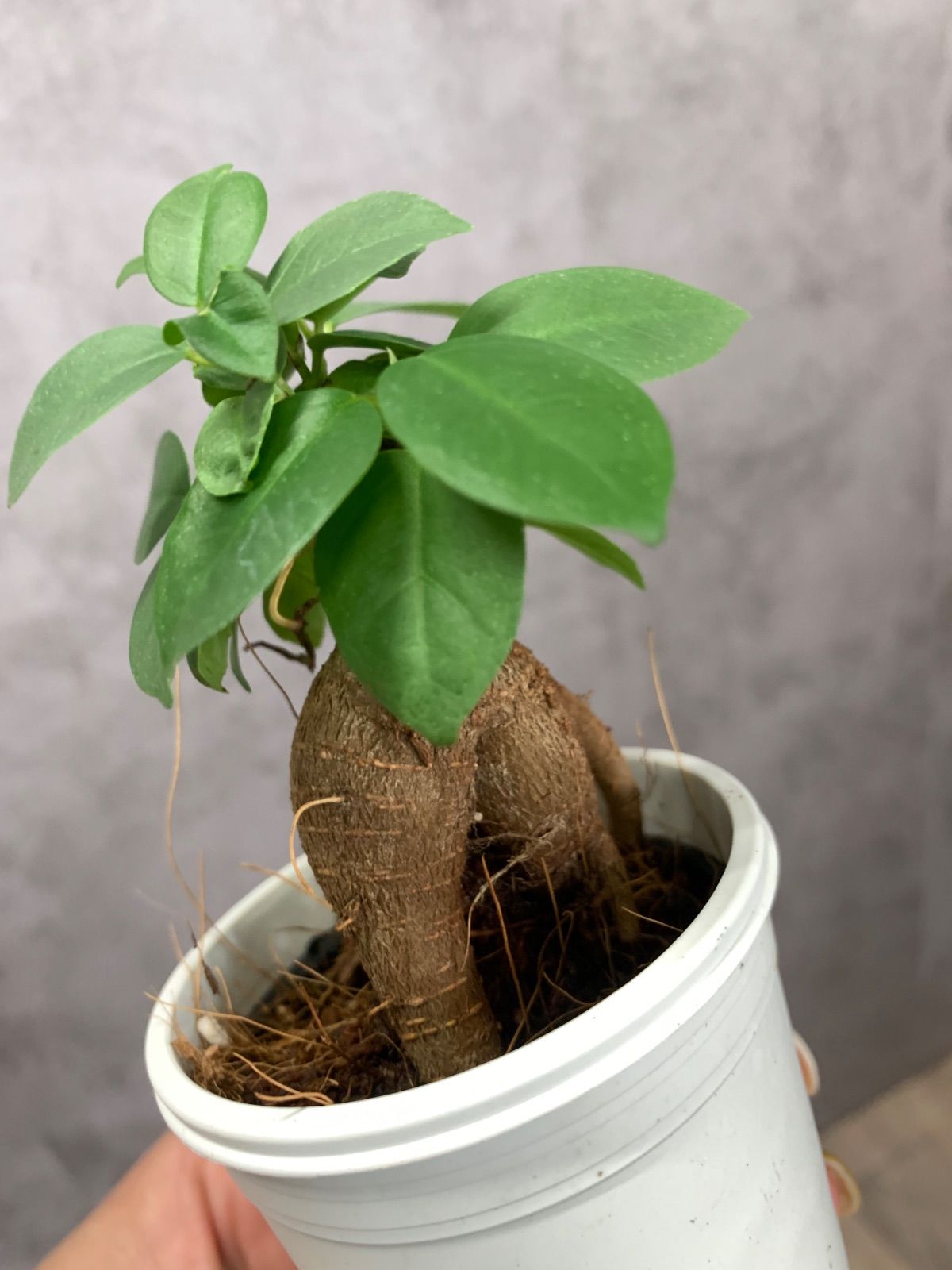 ガジュマル 観葉植物 A25鉢ごと - メルカリ