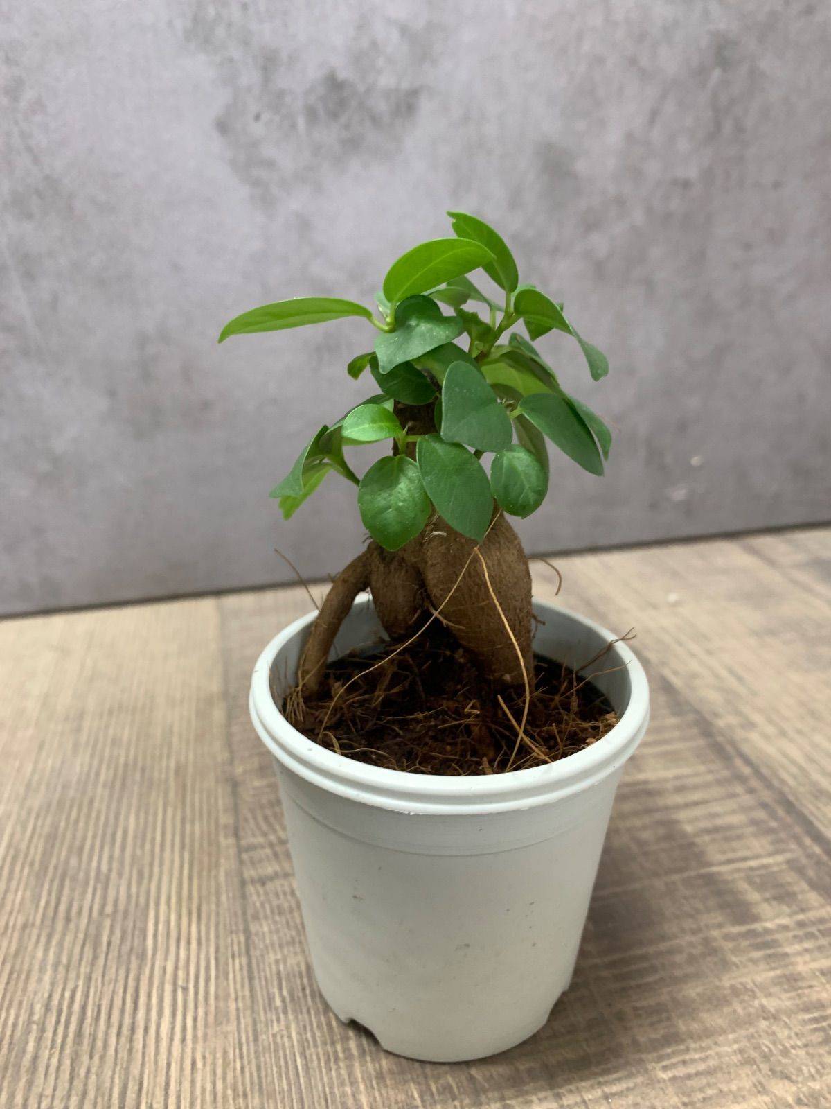 ガジュマル 観葉植物 A25鉢ごと - メルカリ
