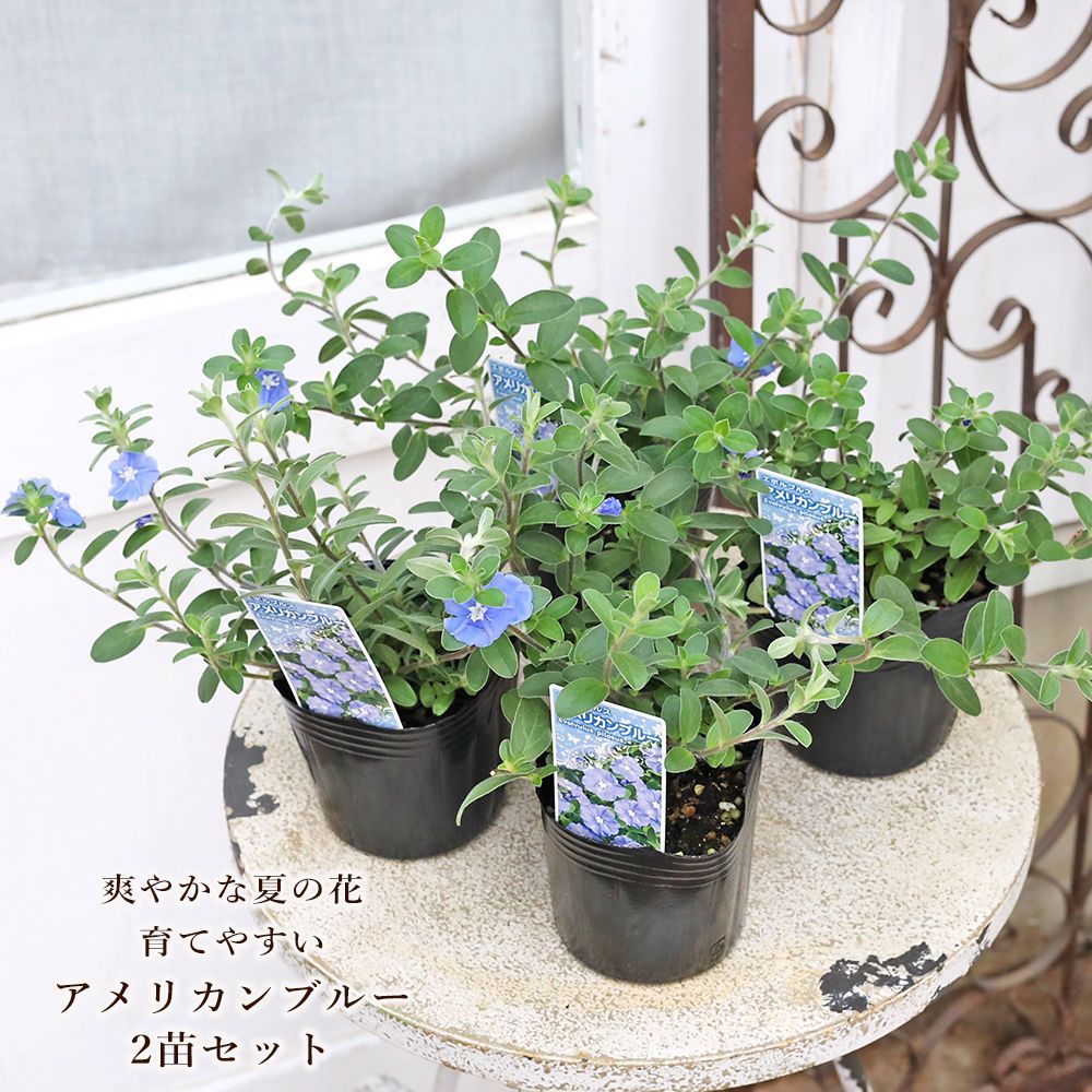 2苗セット 花苗 アメリカンブルー エボルブルス 3号 多年草 夏の花
