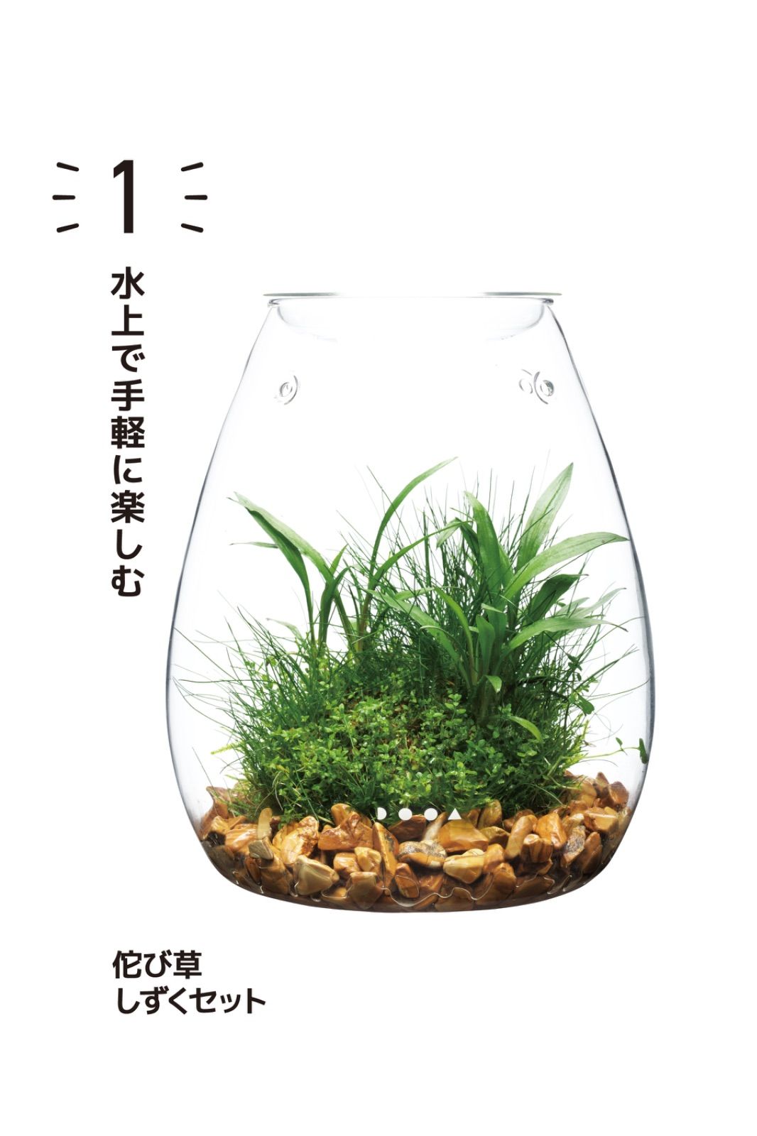 DOOA 水上で手軽に楽しむ 佗び草 しずくセット