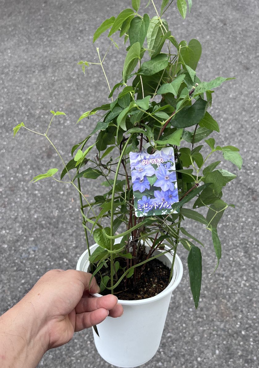 クレマチス ミゼットブルー てっせん 苗 花 2株植え 鉢植え 来年用
