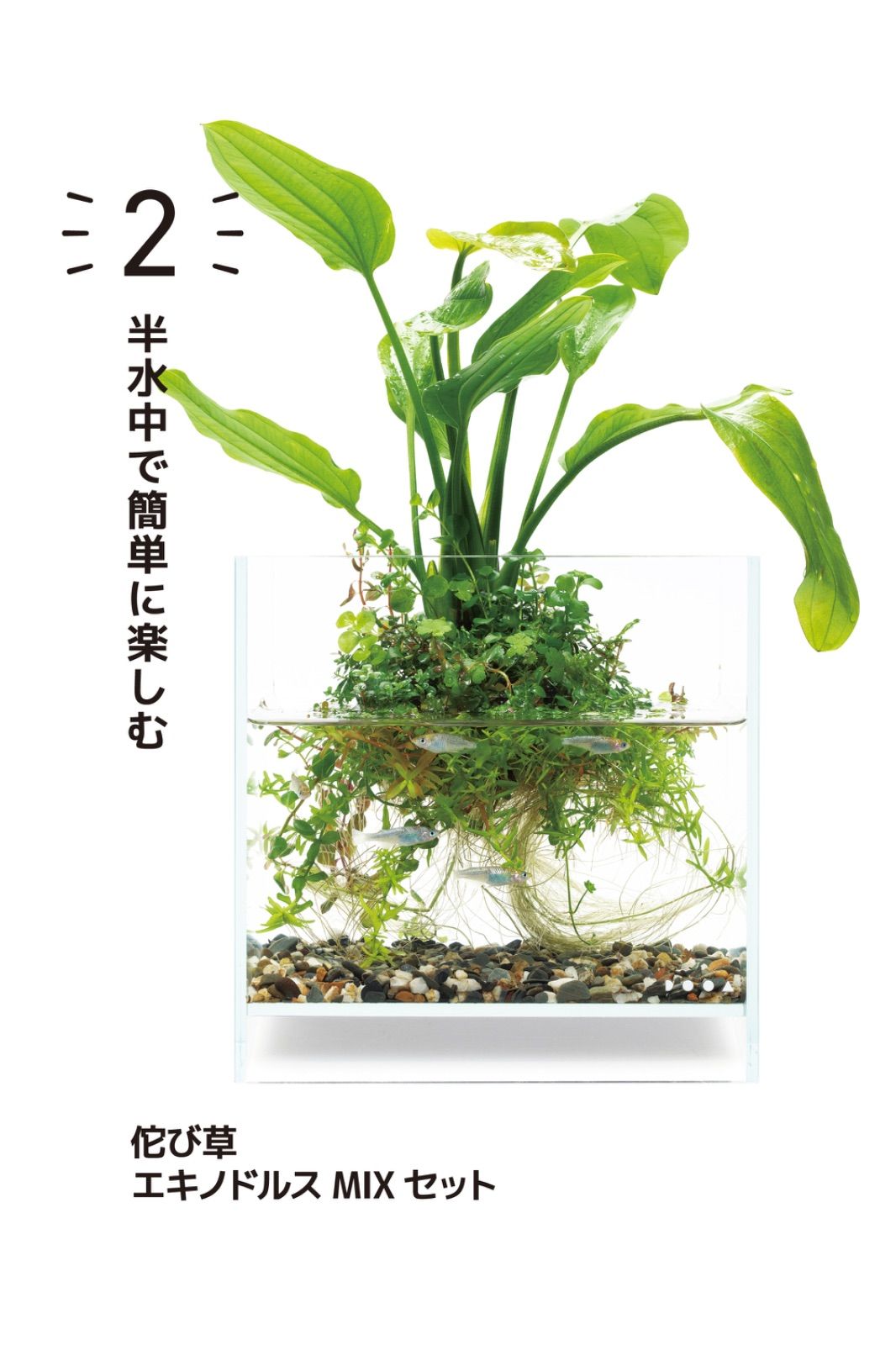 DOOA 半水中で簡単に楽しむ 佗び草 エキノドルスMIXセット