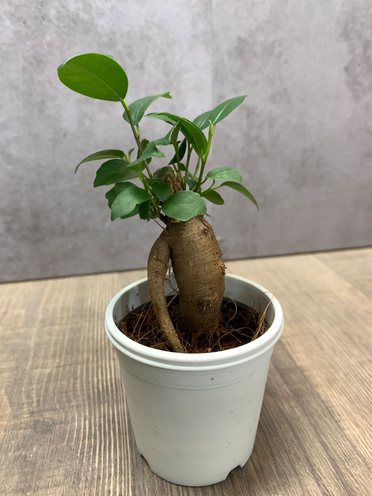 ガジュマル 観葉植物 A25鉢ごと - メルカリ