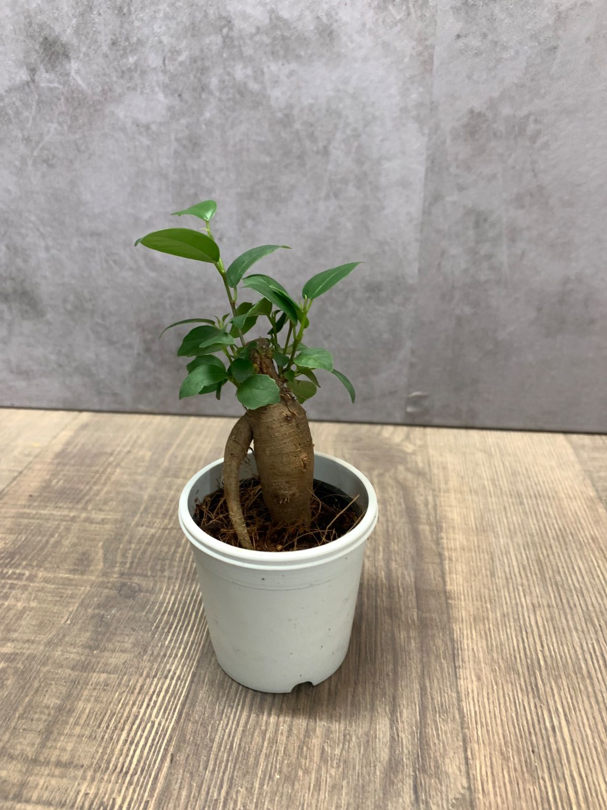 ガジュマル 観葉植物 A25鉢ごと - メルカリ