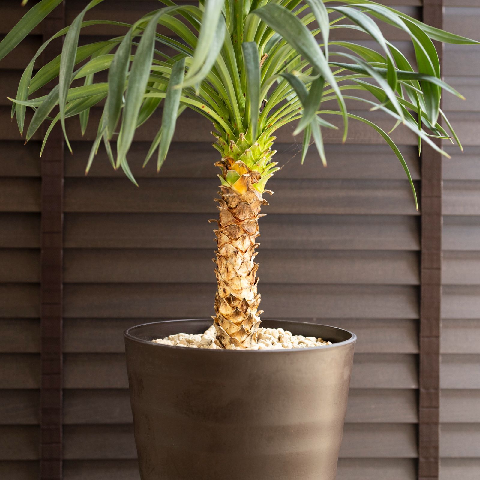 ユッカ デスメティアーナ 7号 Yucca Desmetiana ヤシ 幹立ち 0704BR