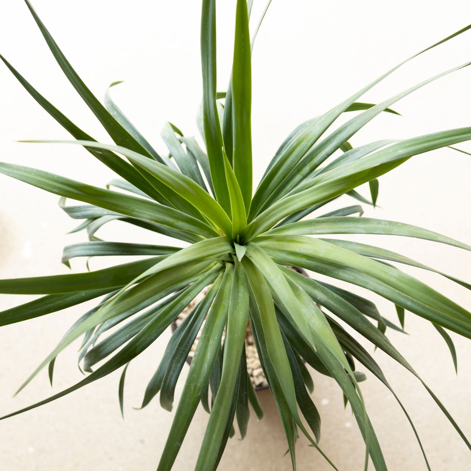 ユッカ デスメティアーナ 7号 Yucca Desmetiana ヤシ 幹立ち 0704BR