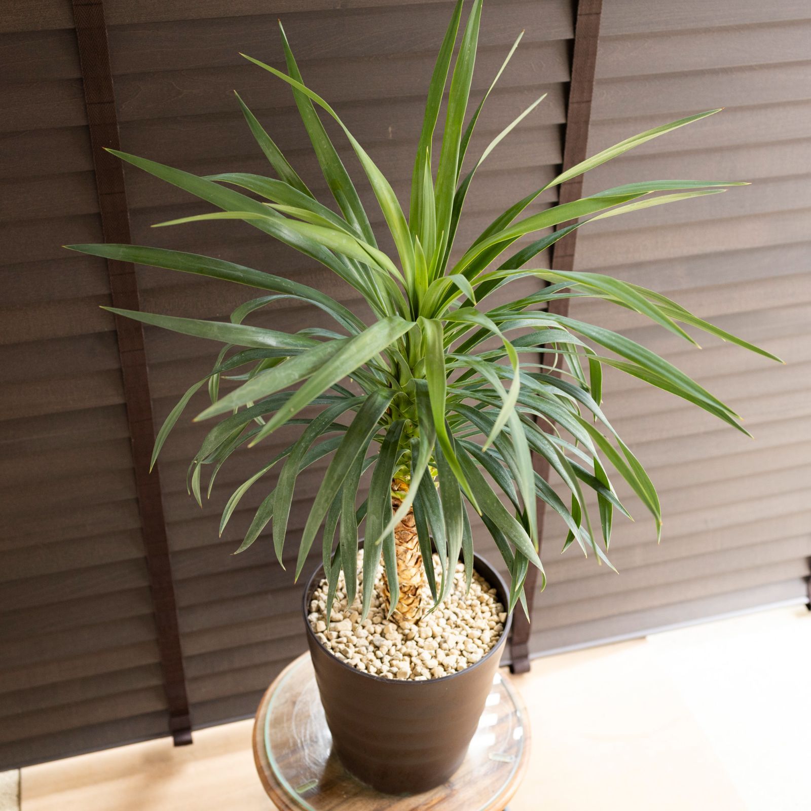 ユッカ デスメティアーナ 7号 Yucca Desmetiana ヤシ 幹立ち 0704BR