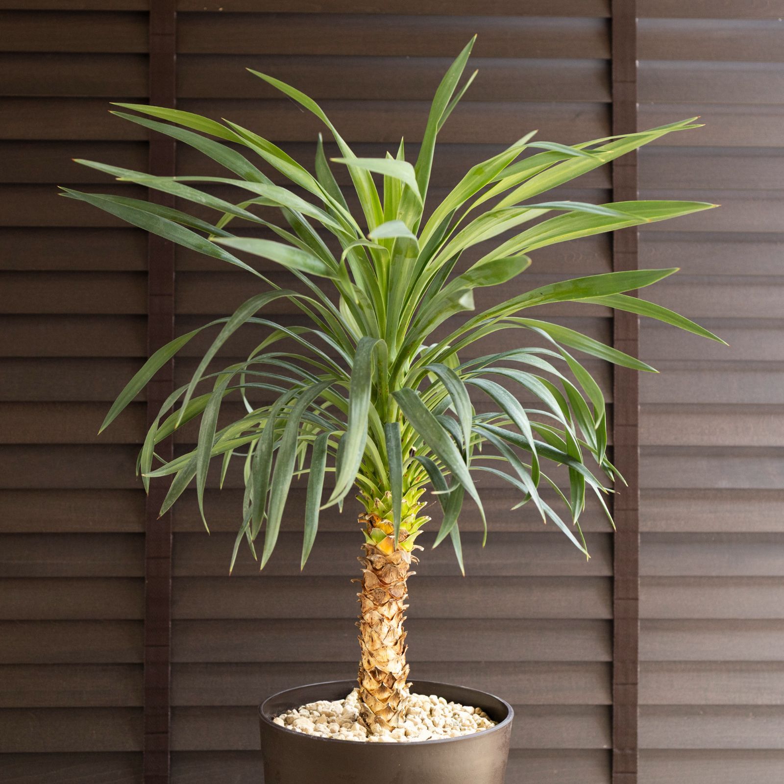 ユッカ デスメティアーナ 7号 Yucca Desmetiana ヤシ 幹立ち 0704BR