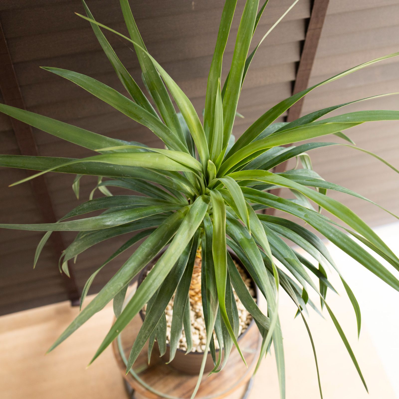 ユッカ デスメティアーナ 7号 Yucca Desmetiana ヤシ 幹立ち 0704BR