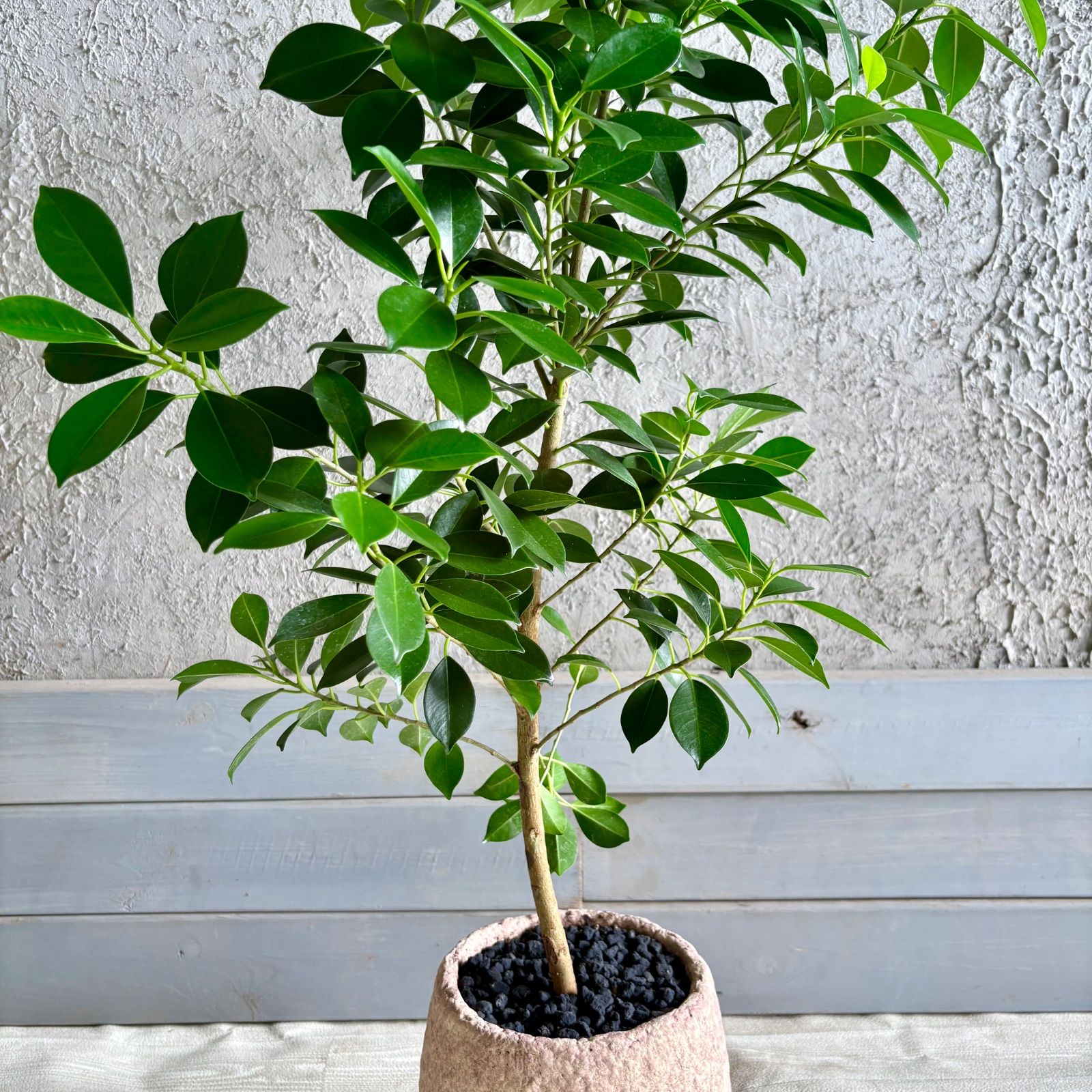 超メルカリ市祭　ガジュマル　美樹形　観葉植物 美形 ガジュマル 6号 テラコッタ性鉢植え ベージュ 受け皿付き - メルカリ