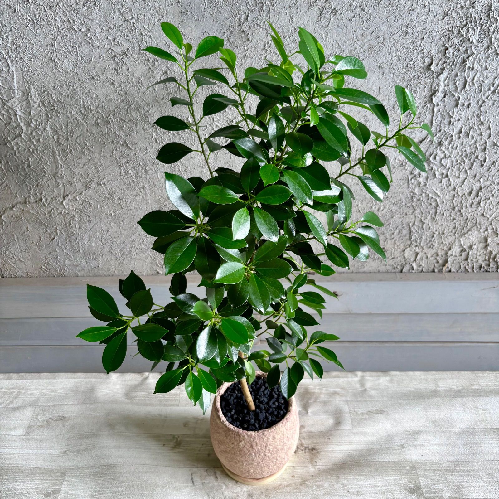 超メルカリ市祭　ガジュマル　美樹形　観葉植物 美形 ガジュマル 6号 テラコッタ性鉢植え ベージュ 受け皿付き - メルカリ