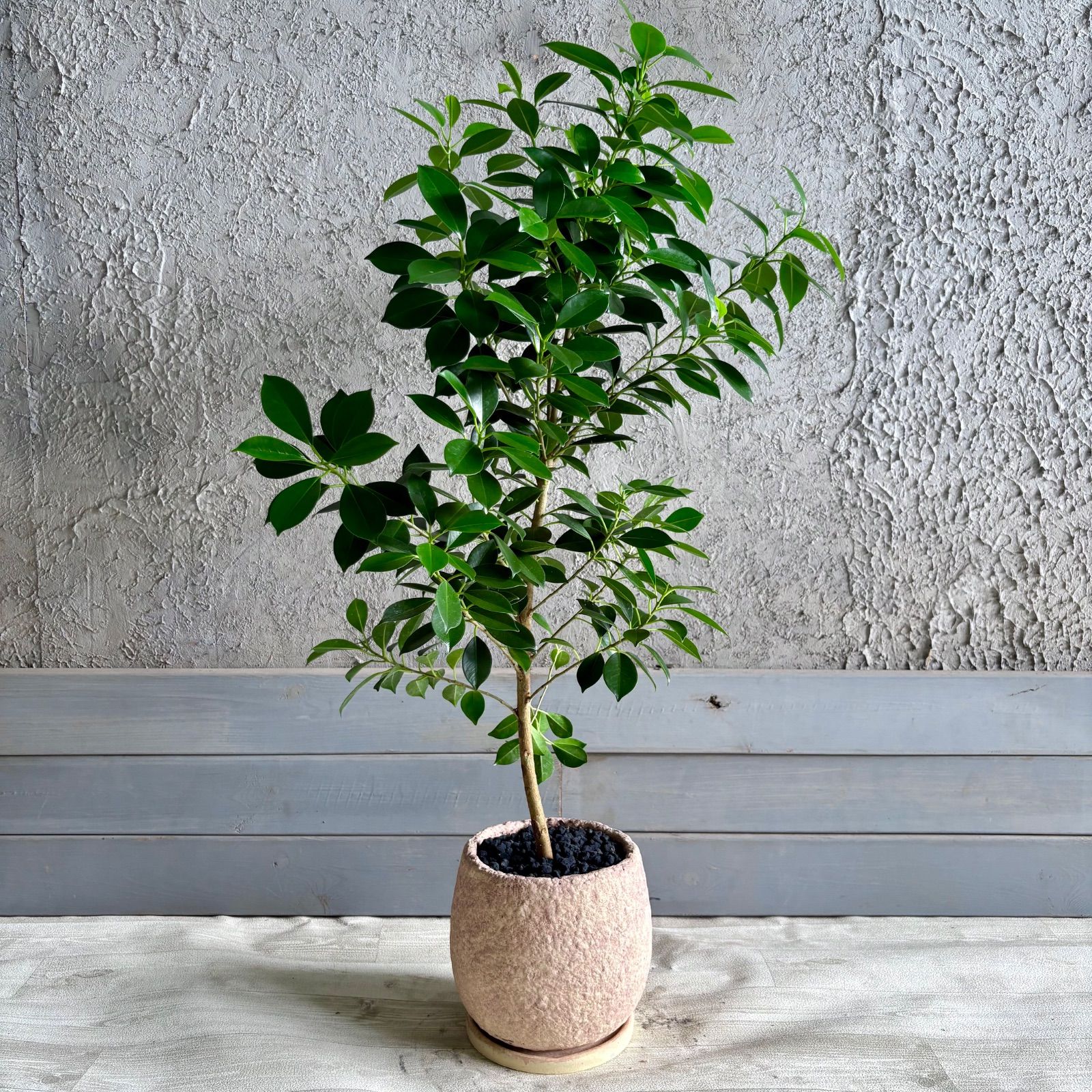 美形 ガジュマル 6号 テラコッタ性鉢植え ベージュ 受け皿付き - メルカリ