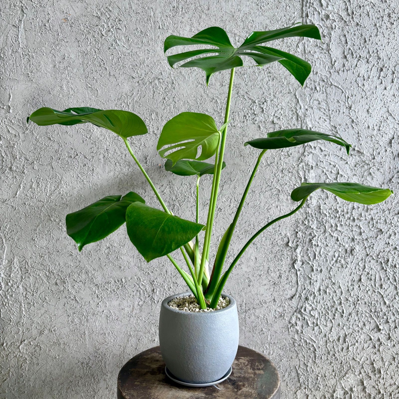 美形 モンステラ デリシオーサ 5号 テラコッタ鉢植え グレイッシュ