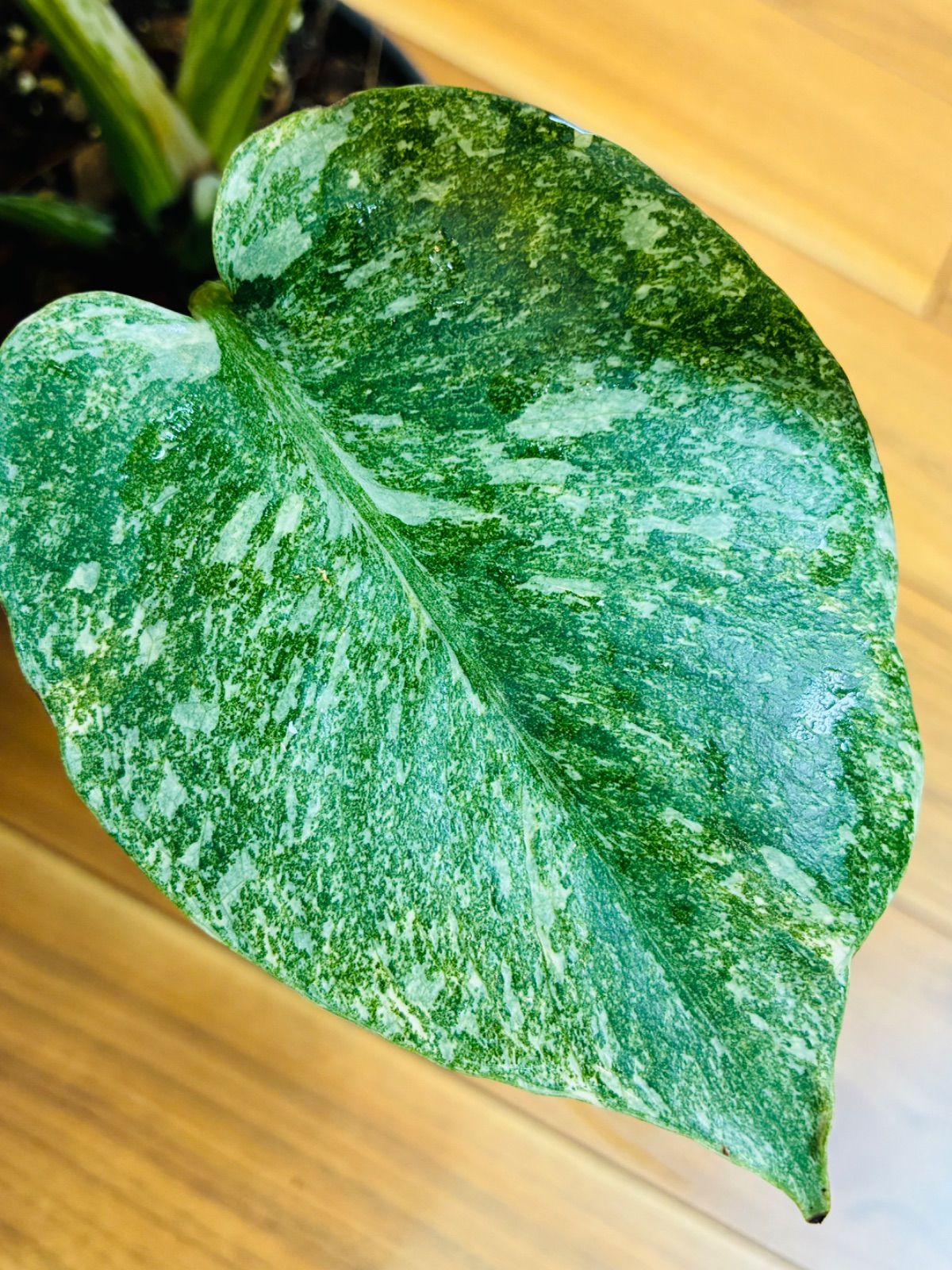 Monstera deliciosa “Legacy” モンステラ デリシオーサ レガシー 美株