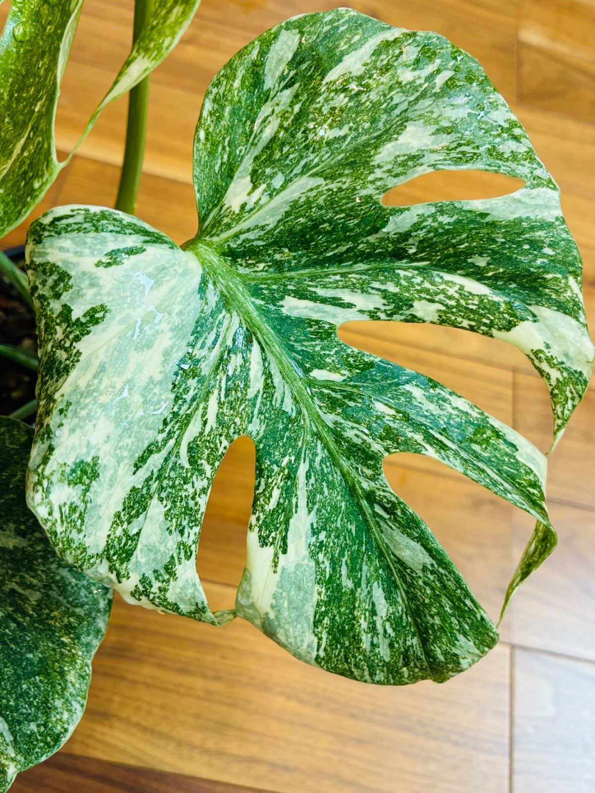 Monstera deliciosa “Legacy” モンステラ デリシオーサ レガシー 美株