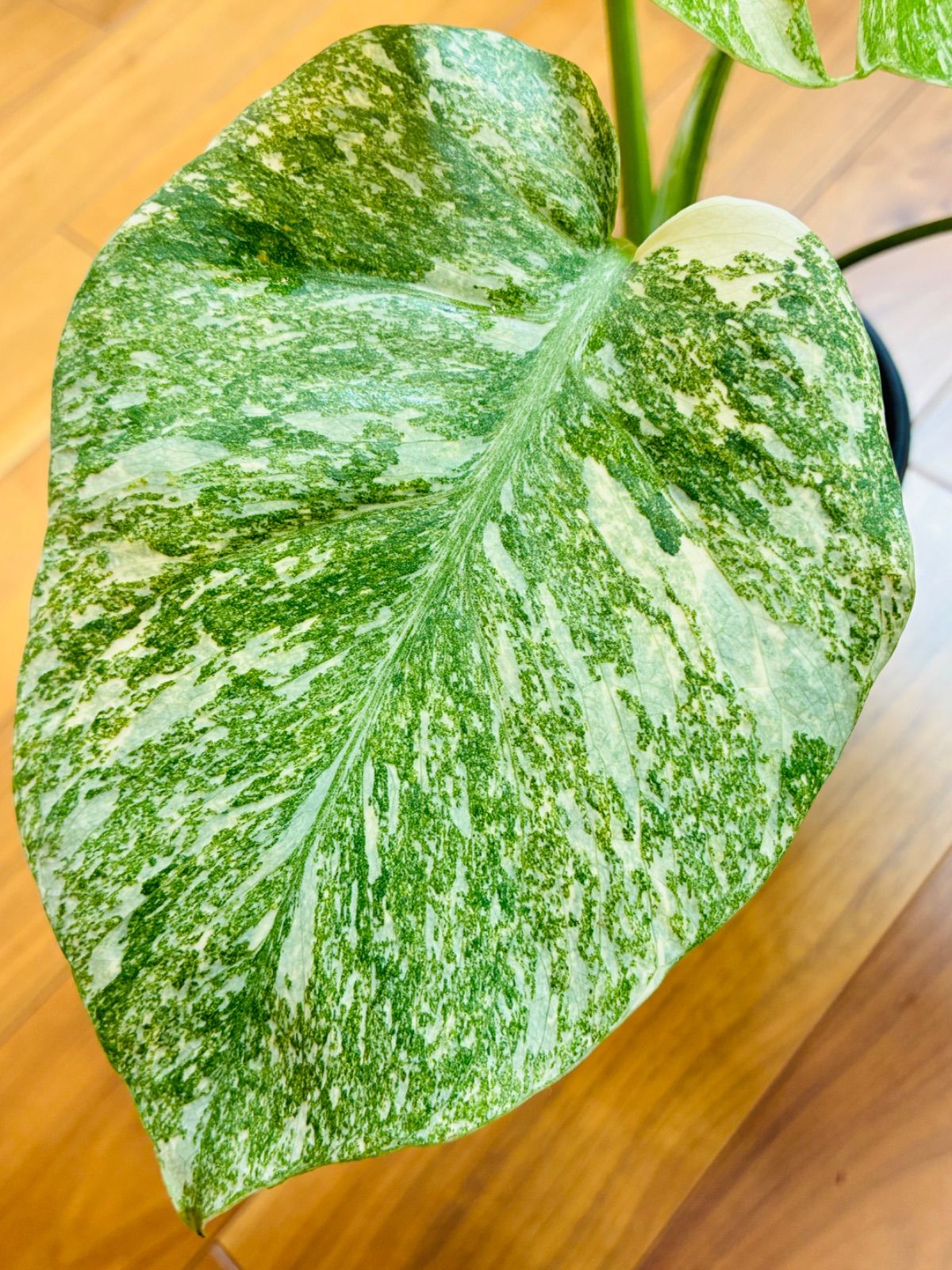 Monstera deliciosa “Legacy” モンステラ デリシオーサ レガシー 美株