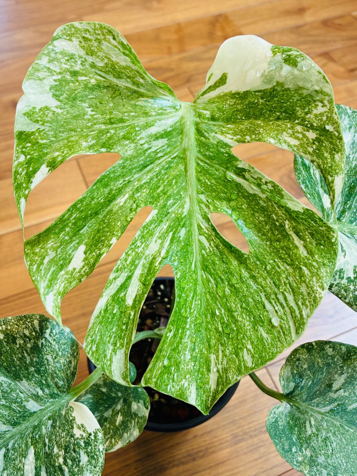 Monstera deliciosa “Legacy” モンステラ デリシオーサ レガシー 美株