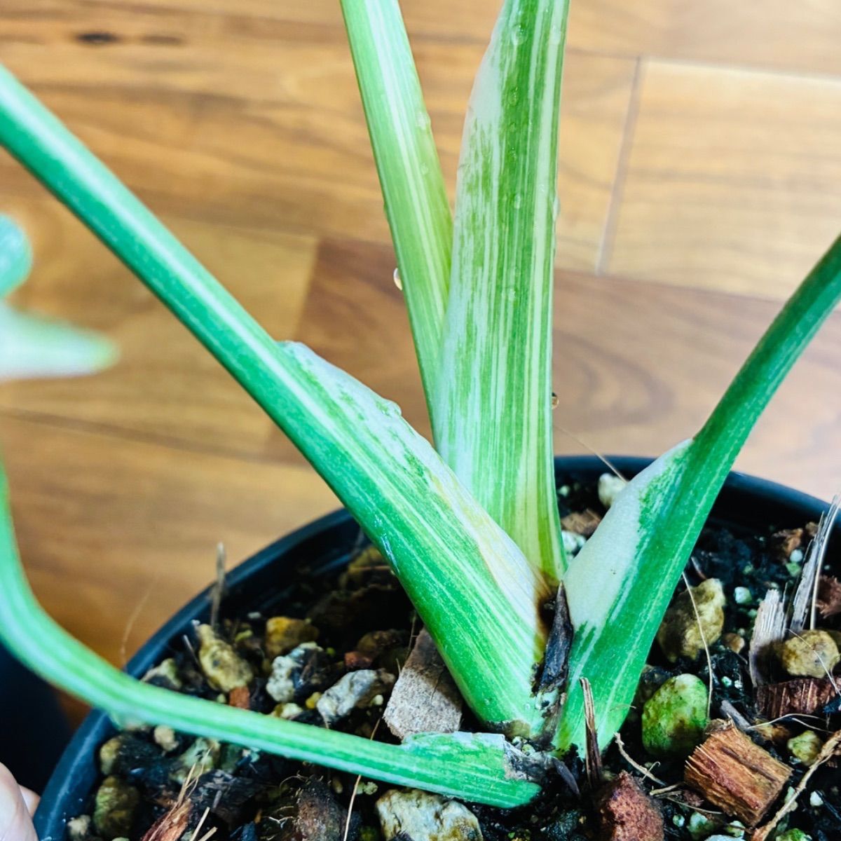 Monstera deliciosa “Legacy” モンステラ デリシオーサ レガシー 美株