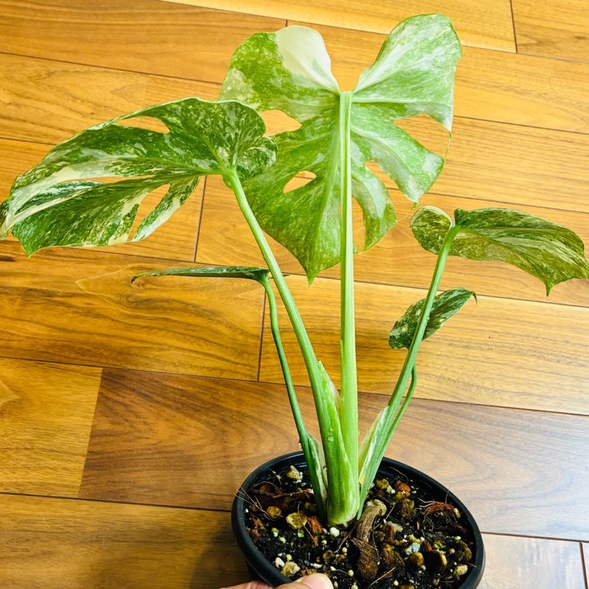 Monstera deliciosa “Legacy” モンステラ デリシオーサ レガシー 美株