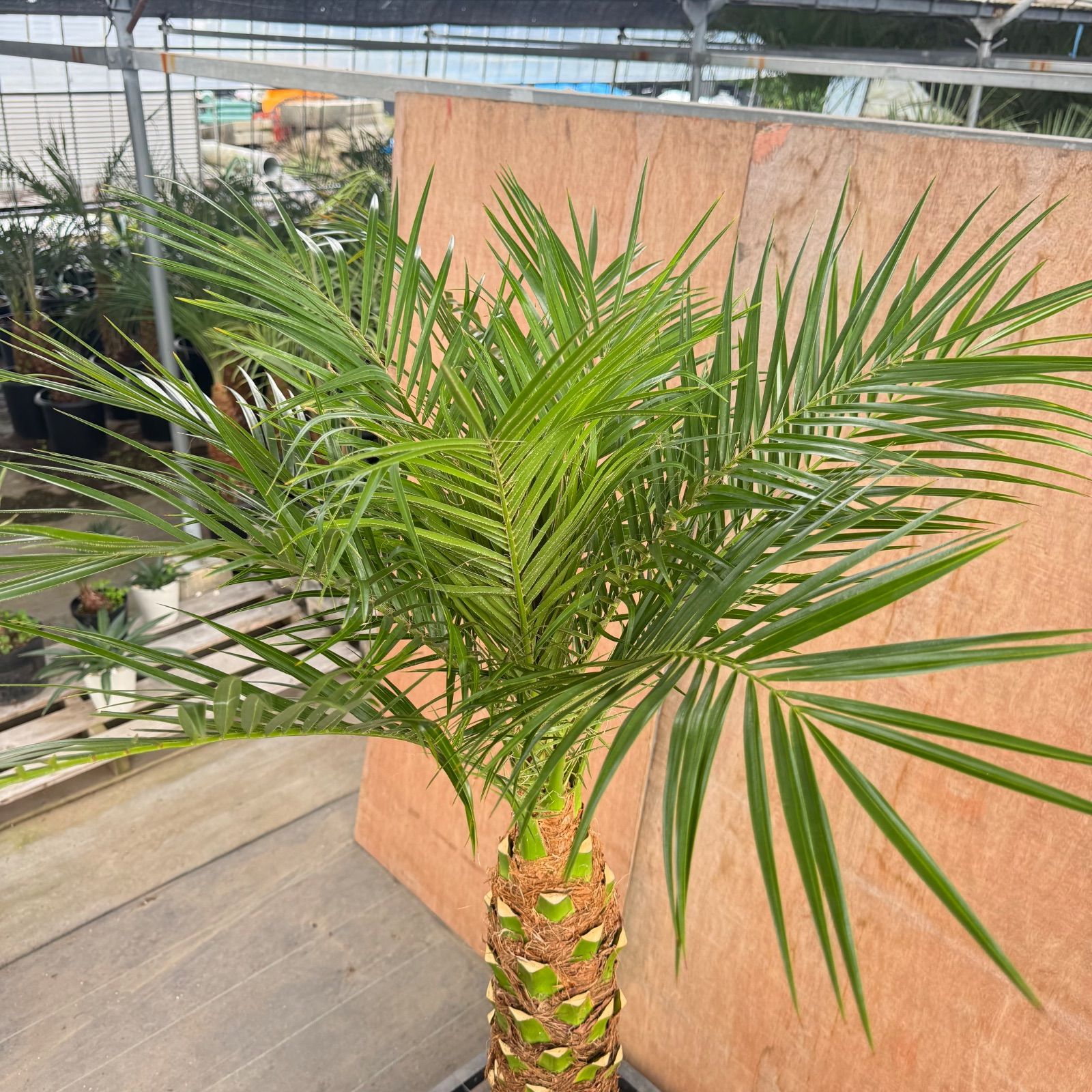 🌴最強リゾートセット🌴 フェニックス・ロベレニー × ココスヤシ