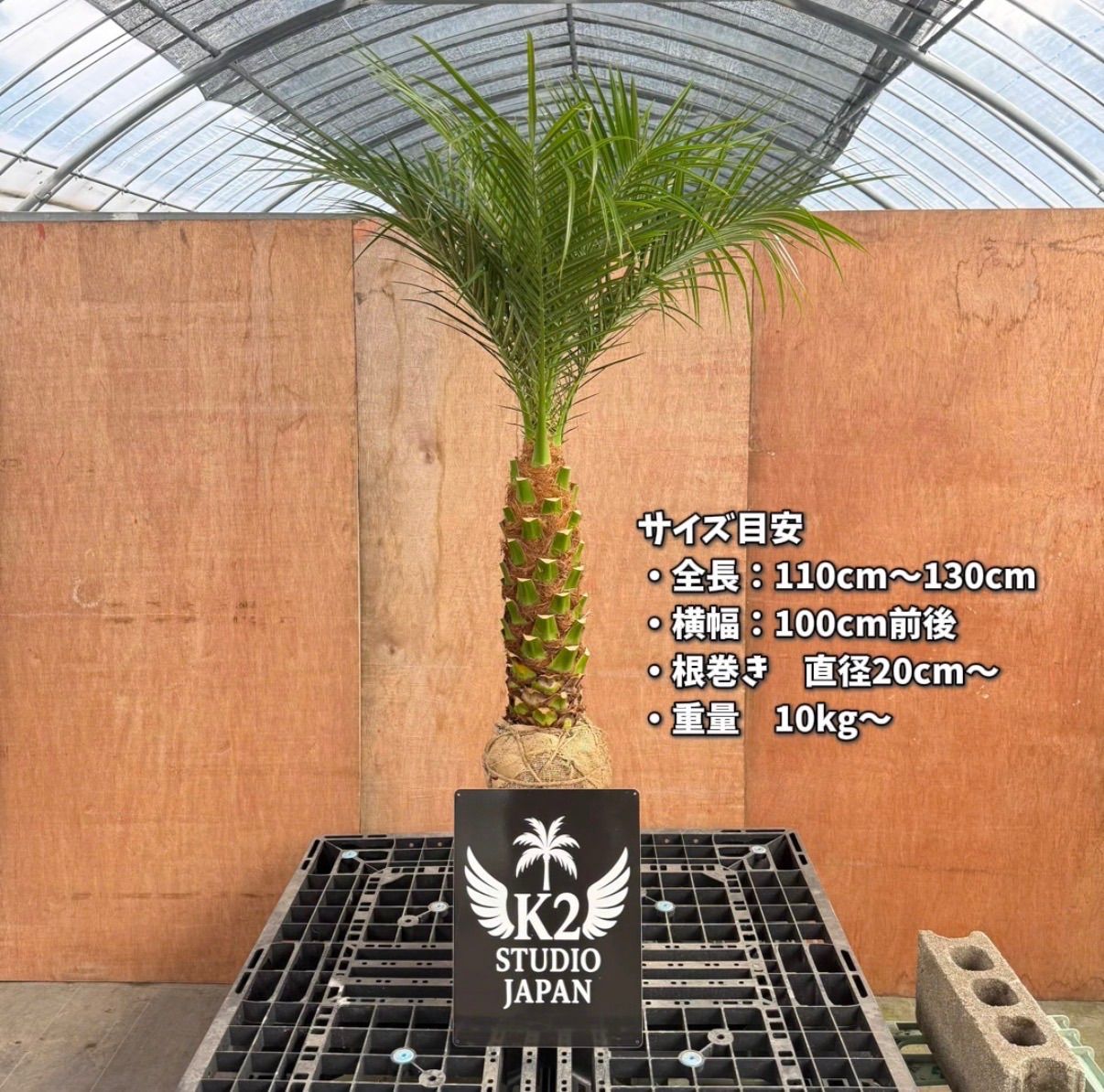 🌴最強リゾートセット🌴 フェニックス・ロベレニー × ココスヤシ