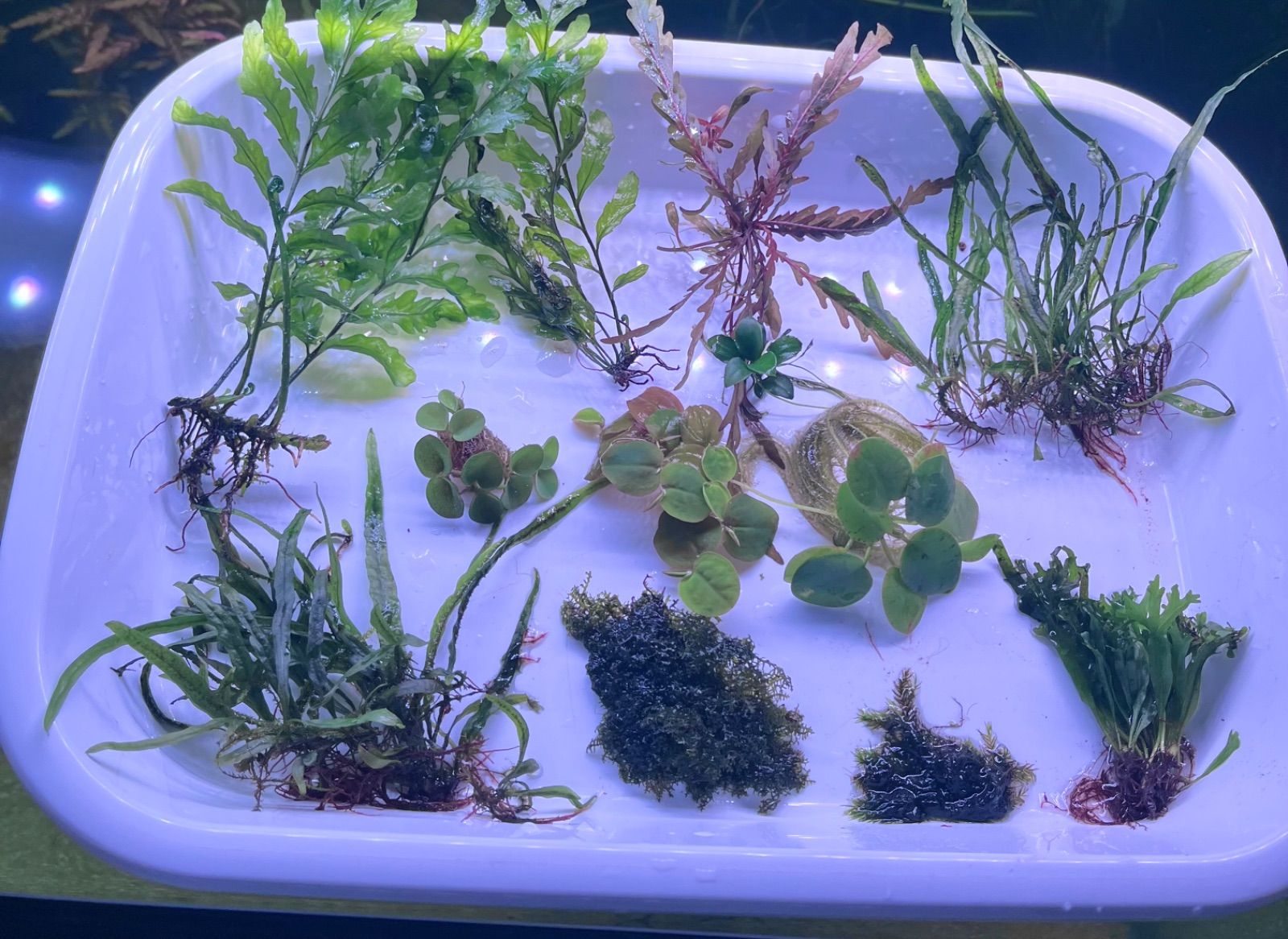 陰性系水草レイアウトセット