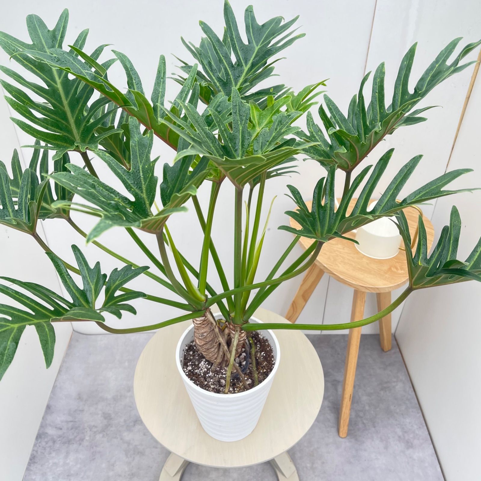 フィロデンドロン ジャイアントザナドゥ 幹上がり 17【現品】観葉植物