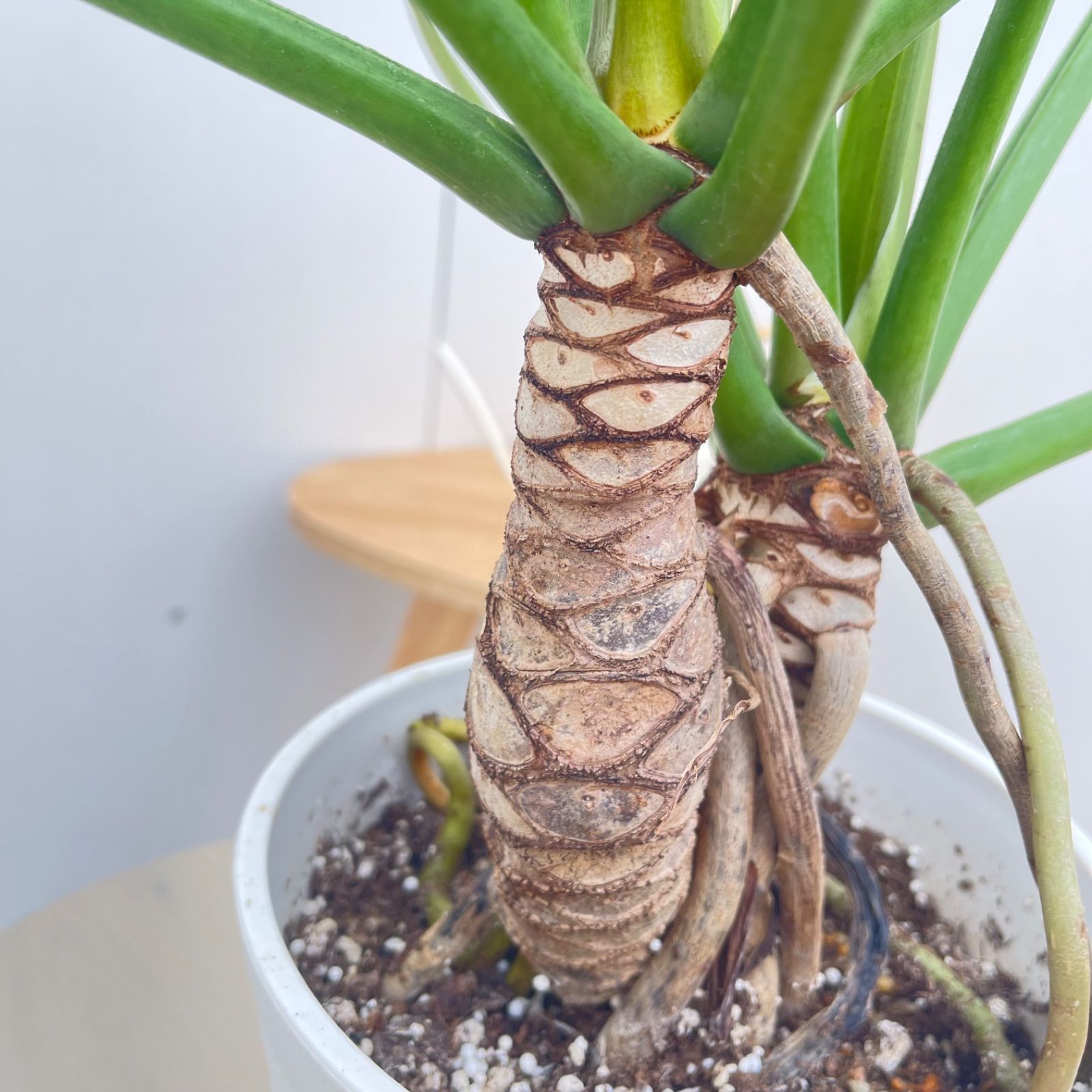 フィロデンドロン ジャイアントザナドゥ 幹上がり 17【現品】観葉植物