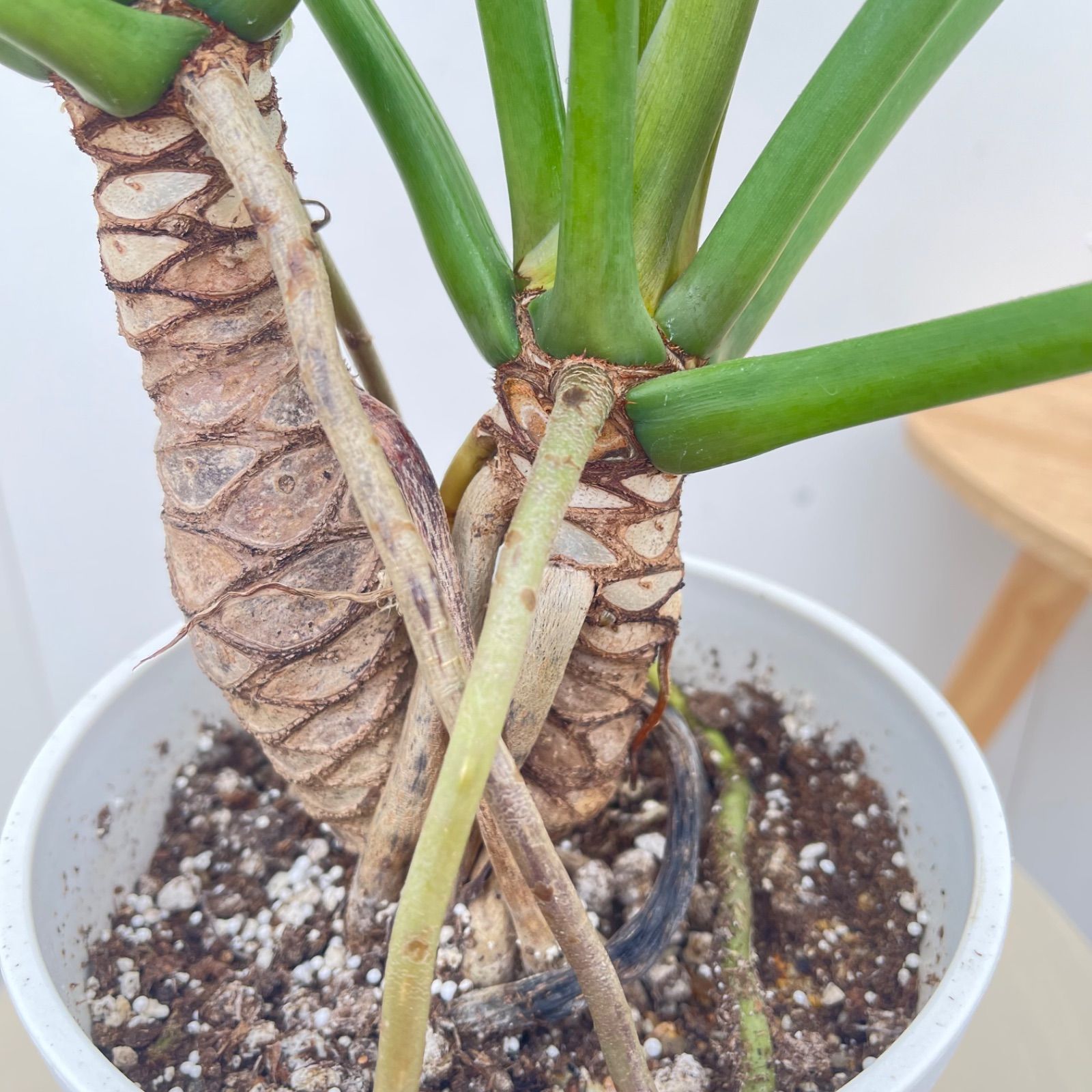 フィロデンドロン ジャイアントザナドゥ 幹上がり 17【現品】観葉植物