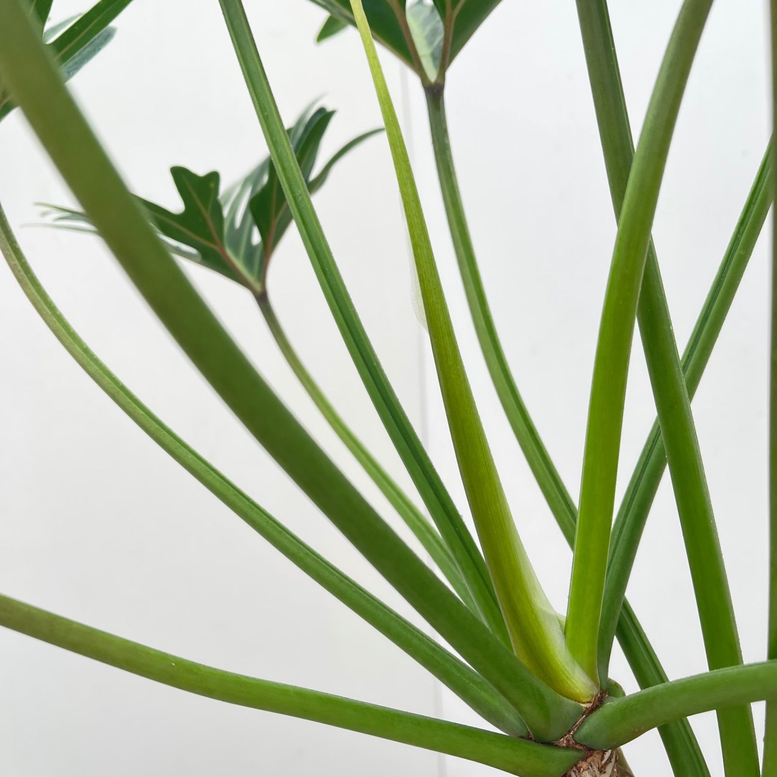 フィロデンドロン ジャイアントザナドゥ 幹上がり 17【現品】観葉植物