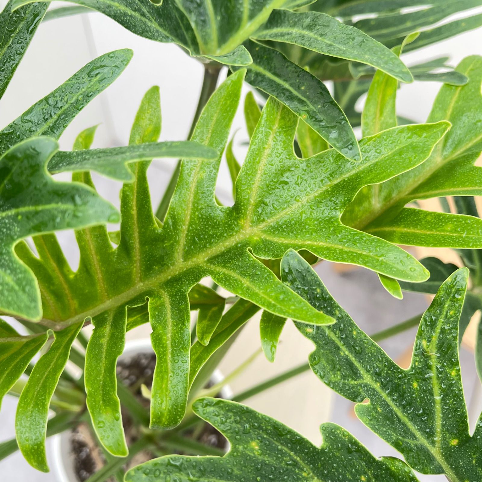 フィロデンドロン ジャイアントザナドゥ 幹上がり 17【現品】観葉植物