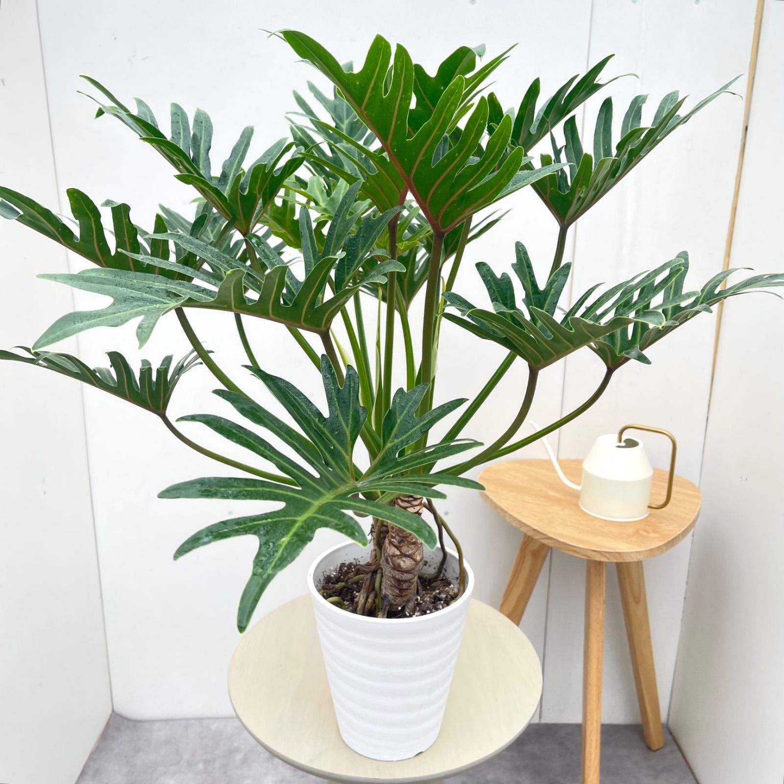 フィロデンドロン ジャイアントザナドゥ 幹上がり 17【現品】観葉植物