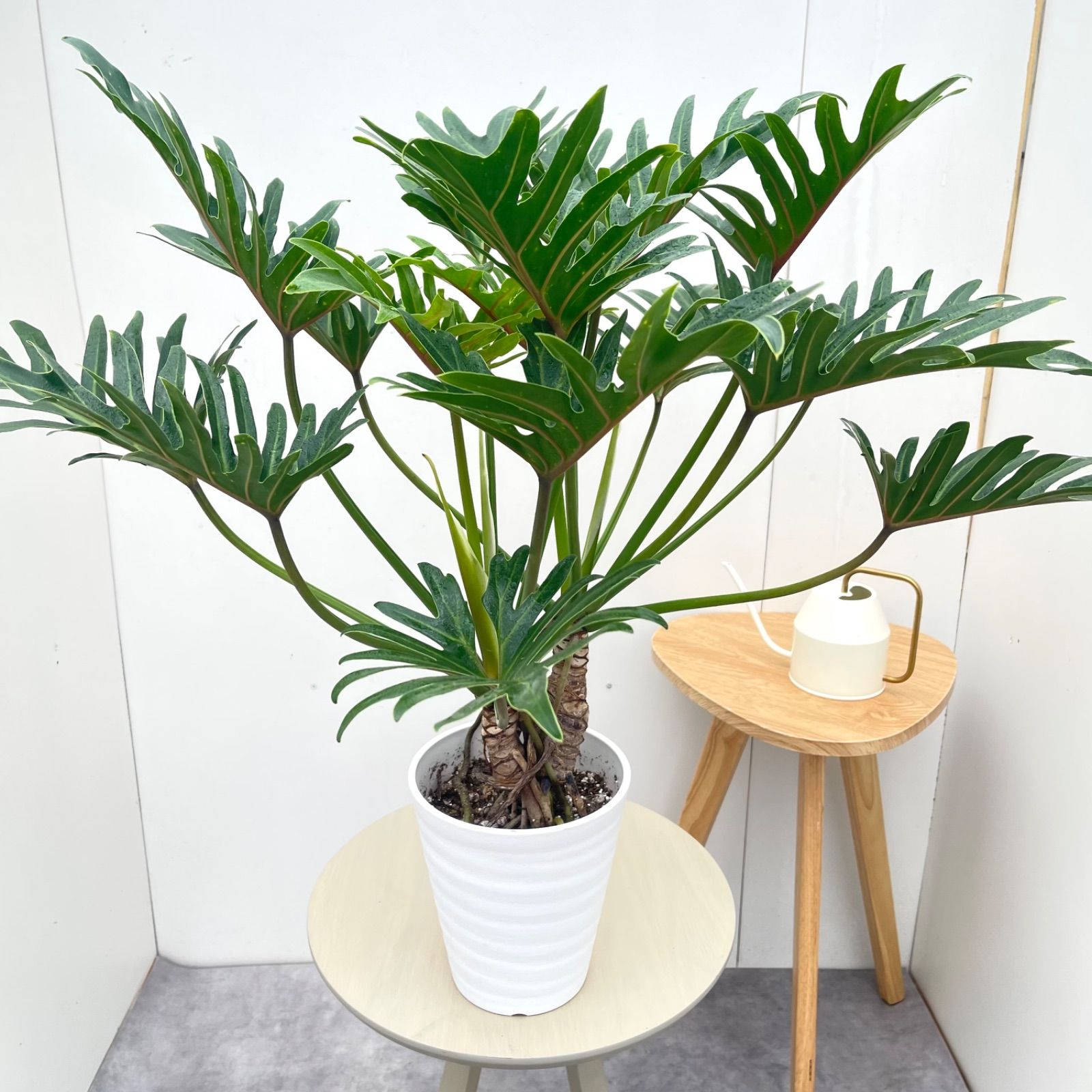 フィロデンドロン ジャイアントザナドゥ 幹上がり 17【現品】観葉植物