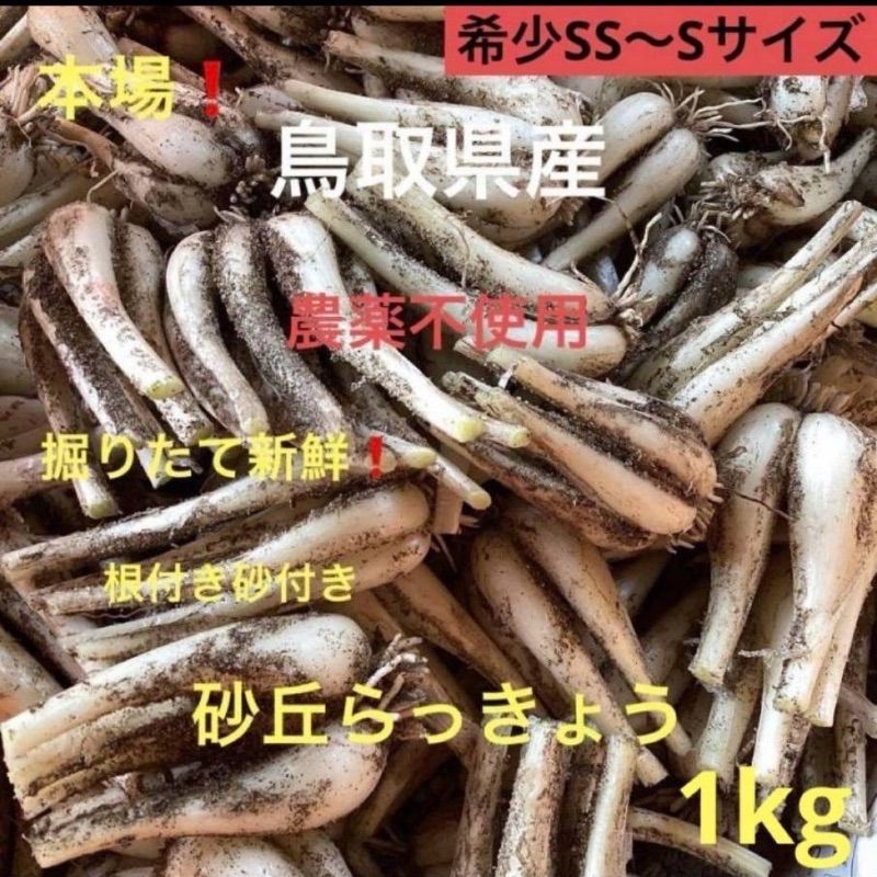 初物 鳥取砂丘らっきょう 1kg 農薬不使用 - メルカリ