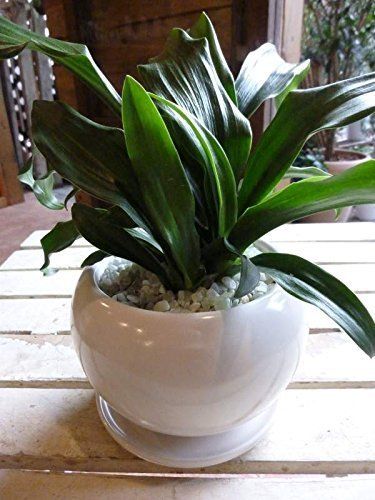 万年青（オモト）有田（ありた）和風の和み テーブルサイズ（S-サイズ）インテリア陶器鉢植え 受け皿付き ミニ観葉植物 お引越しの準備や開店祝い、父の日、新築祝い、ご自宅の空間ディスプレイのご準備にも♪ おもとｍａ da18da34 8,081円