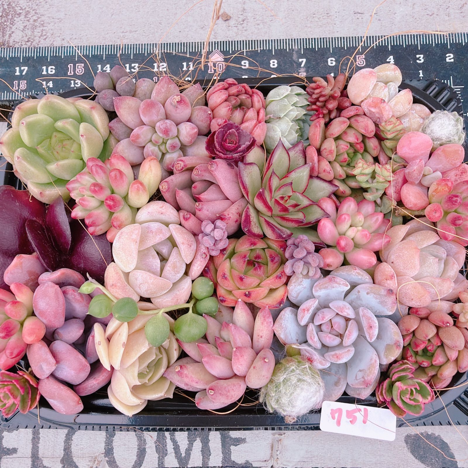 多肉植物 寄せ植えセット♡751 - メルカリ