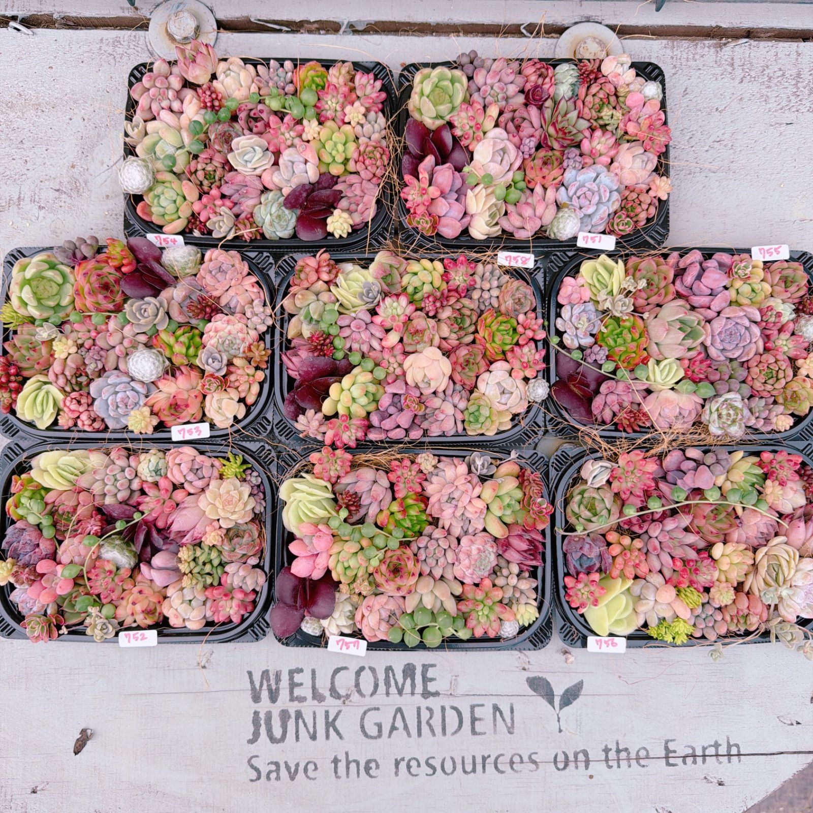多肉植物 寄せ植えセット♡751 - メルカリ
