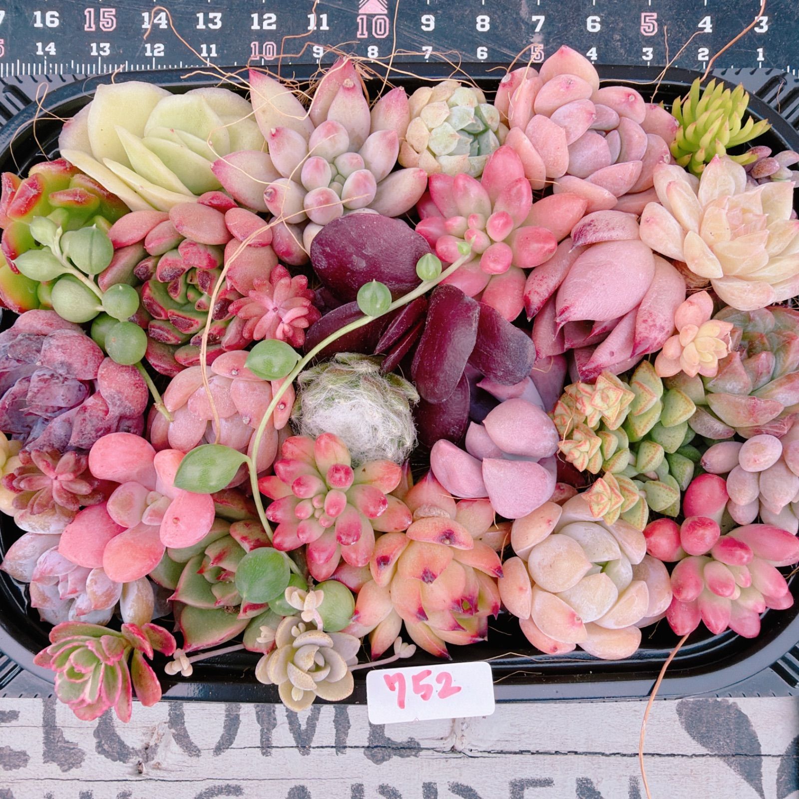 多肉植物 寄せ植えセット♡752 - メルカリ
