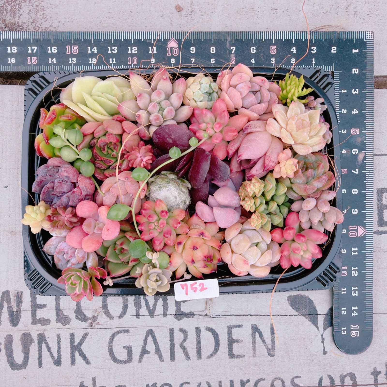 多肉植物 寄せ植えセット♡752 - メルカリ