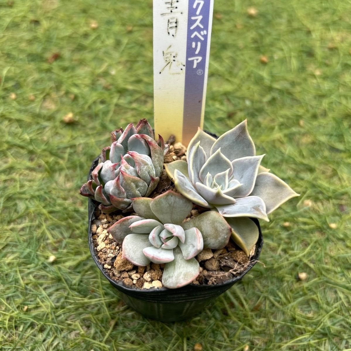 多肉植物 おらいさん苗 小苗 セット - メルカリ