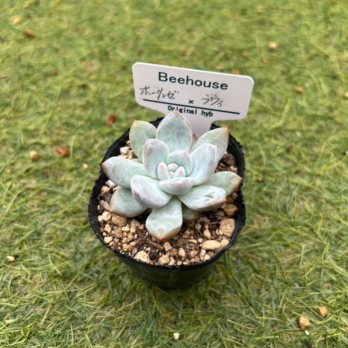 ✡週末セール❣️❖多肉✫Beehouseさん『2種Set』❊訳あり 多肉植物 ビーハウス 抜き苗 - メルカリ