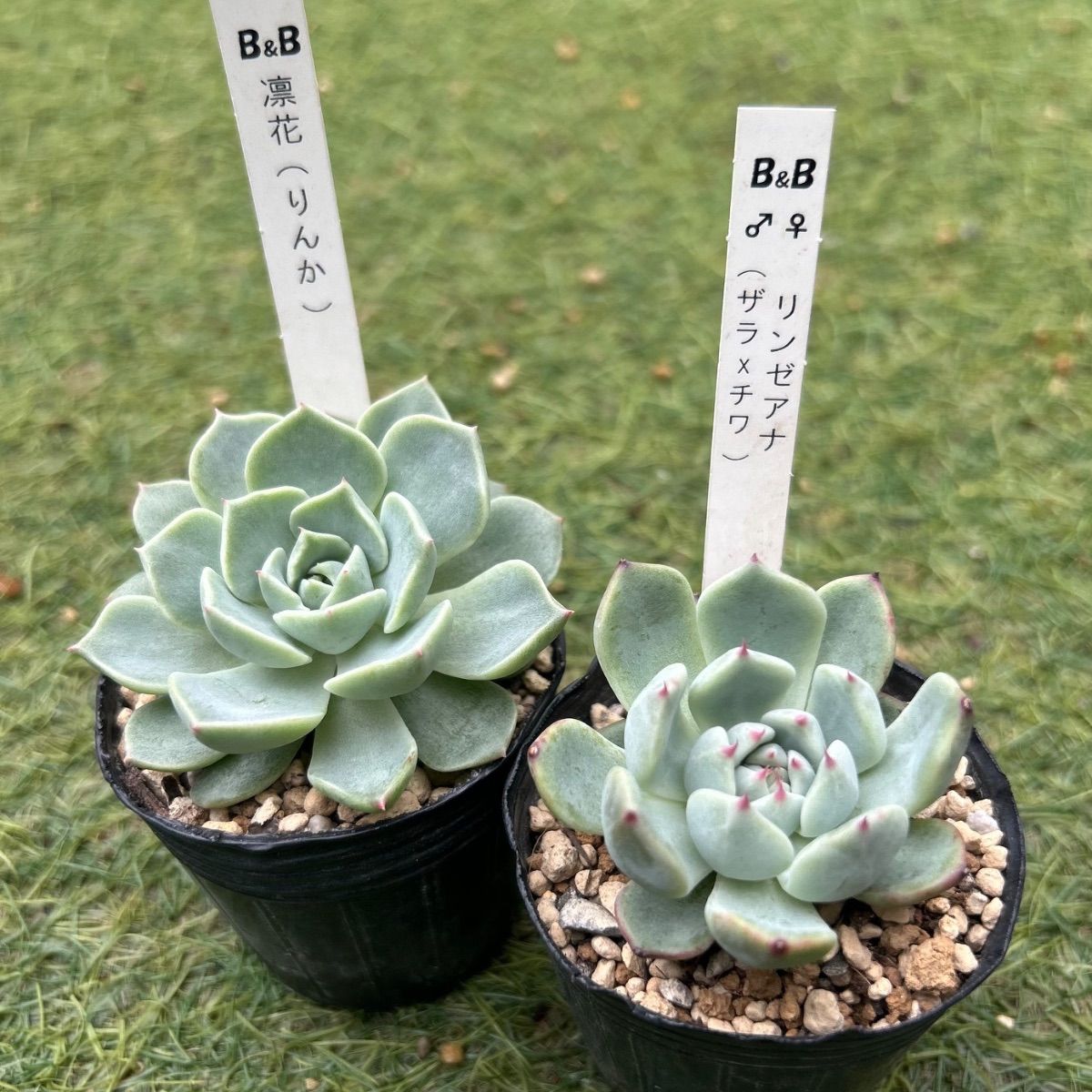 多肉植物 ボノボノさん苗 二点 抜き苗 - メルカリ