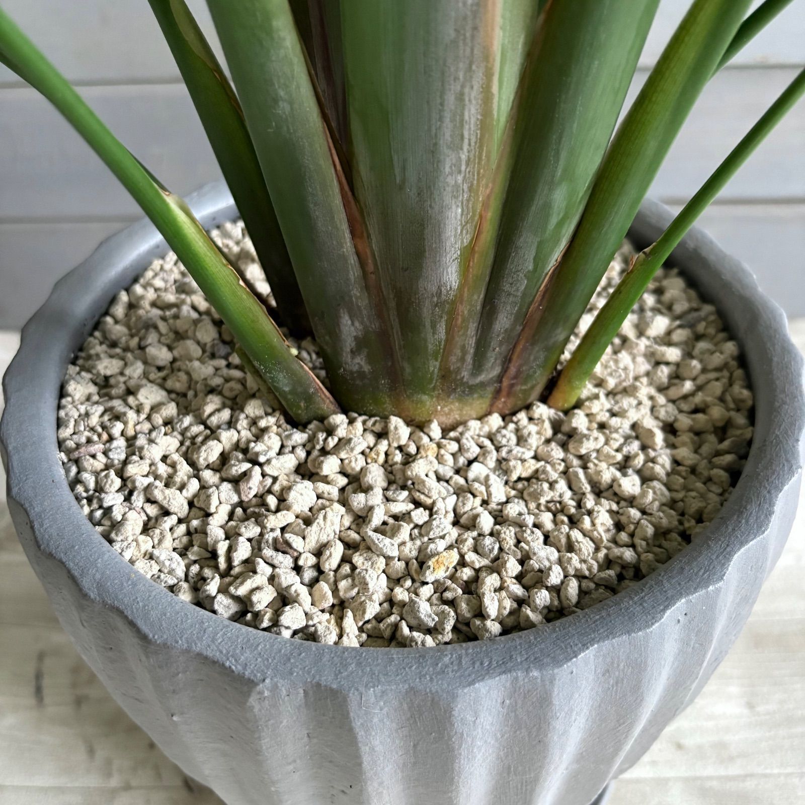 大型 ストレリチア オーガスタ 8号 陶器鉢 植え込み発送 大型