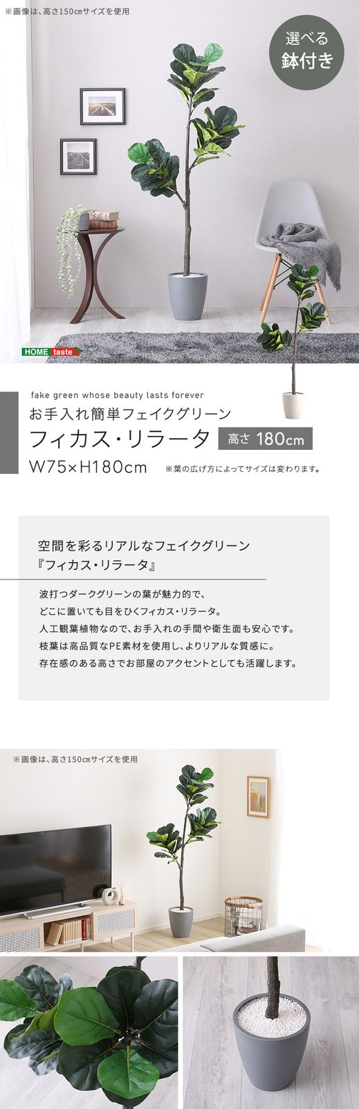 お手入れ簡単フェイクグリーン　フィカス・リラータ　Lサイズ(180cm)
