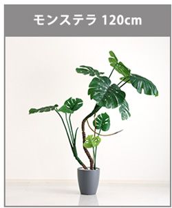 お手入れ簡単フェイクグリーン　モンステラ　Mサイズ(150cm)