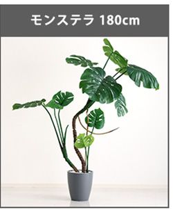 お手入れ簡単フェイクグリーン　モンステラ　Mサイズ(150cm)