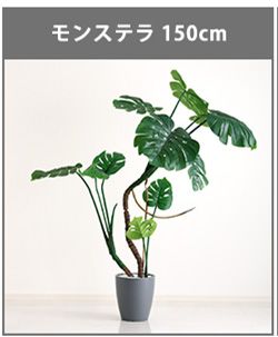 お手入れ簡単フェイクグリーン　モンステラ　Mサイズ(150cm)