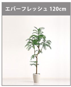 お手入れ簡単フェイクグリーン　モンステラ　Mサイズ(150cm)