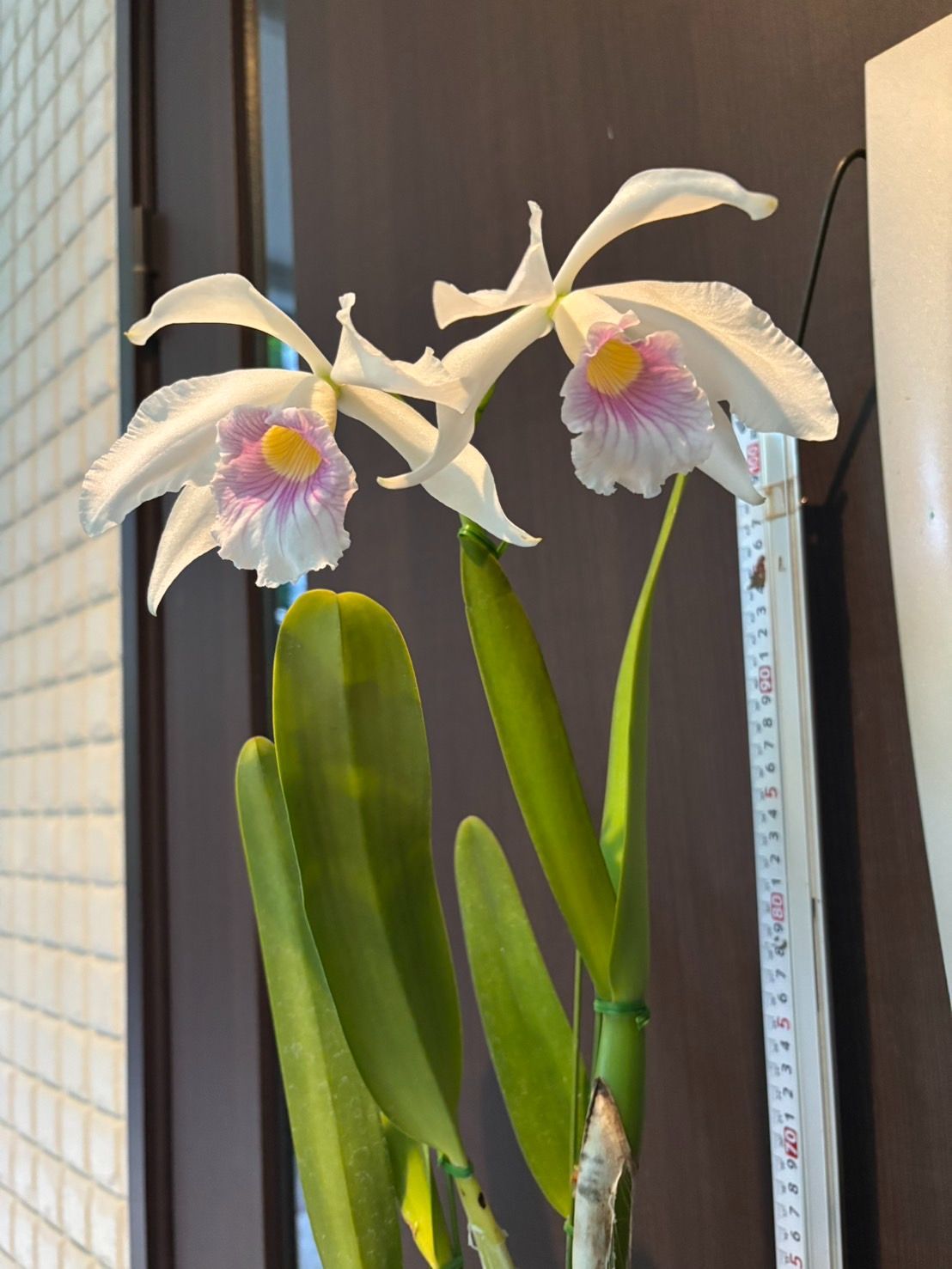 HIF洋蘭 534 C. purpurata x sib. ( russellina 'Select' x concolor